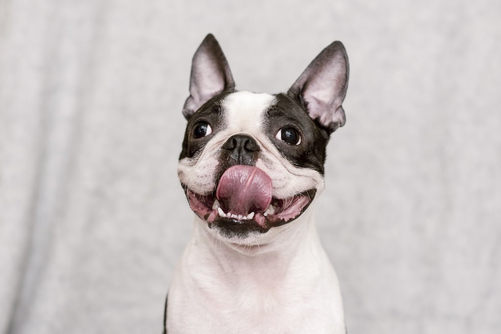 Feeding Clean Made Easy - Good Dog Peopleā¢