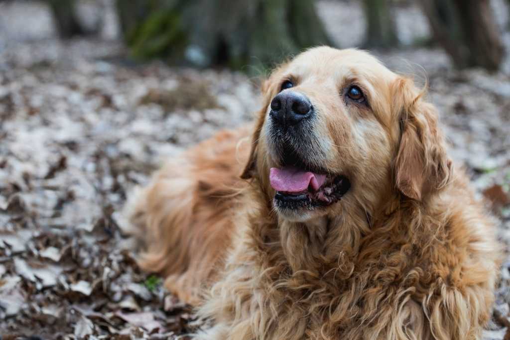 Arthritis in Dogs: What Can You Do? - Good Dog Peopleā¢