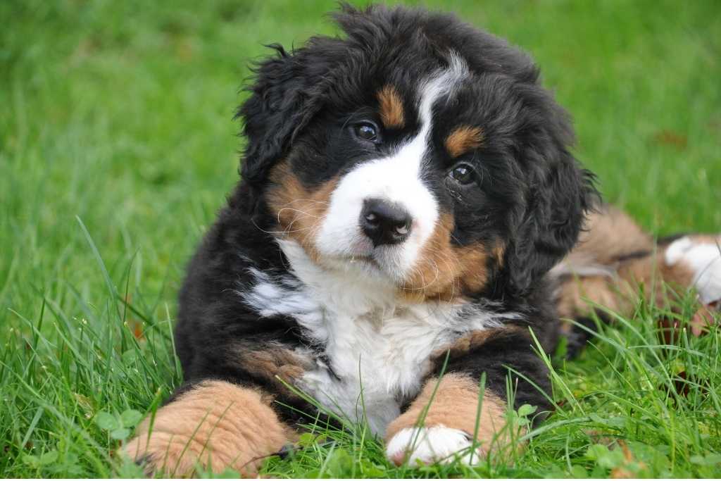 Dog Zodiac Signs and Personalities - Good Dog Peopleā¢