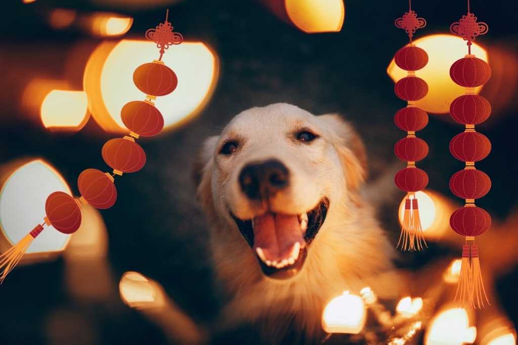 8 Scrumptious Chinese New Year treats for dogs - Good Dog Peopleā¢