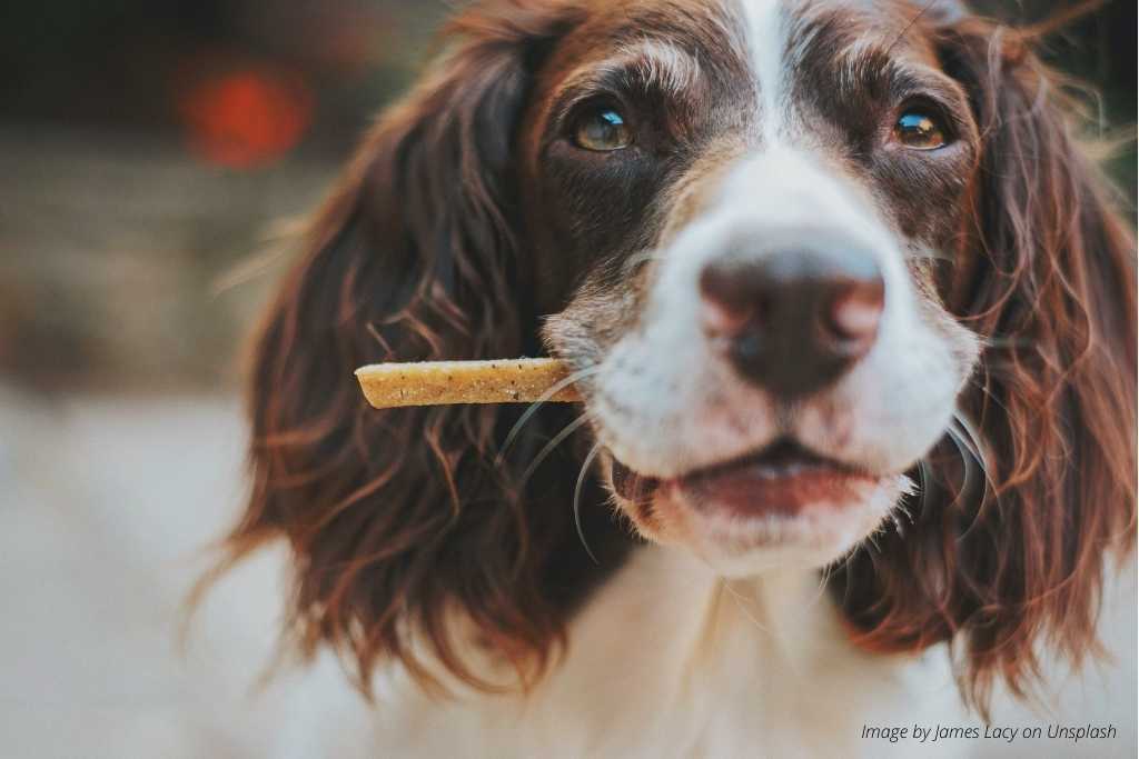 4 More Things You'll Need For Your New Dog - Good Dog Peopleā¢
