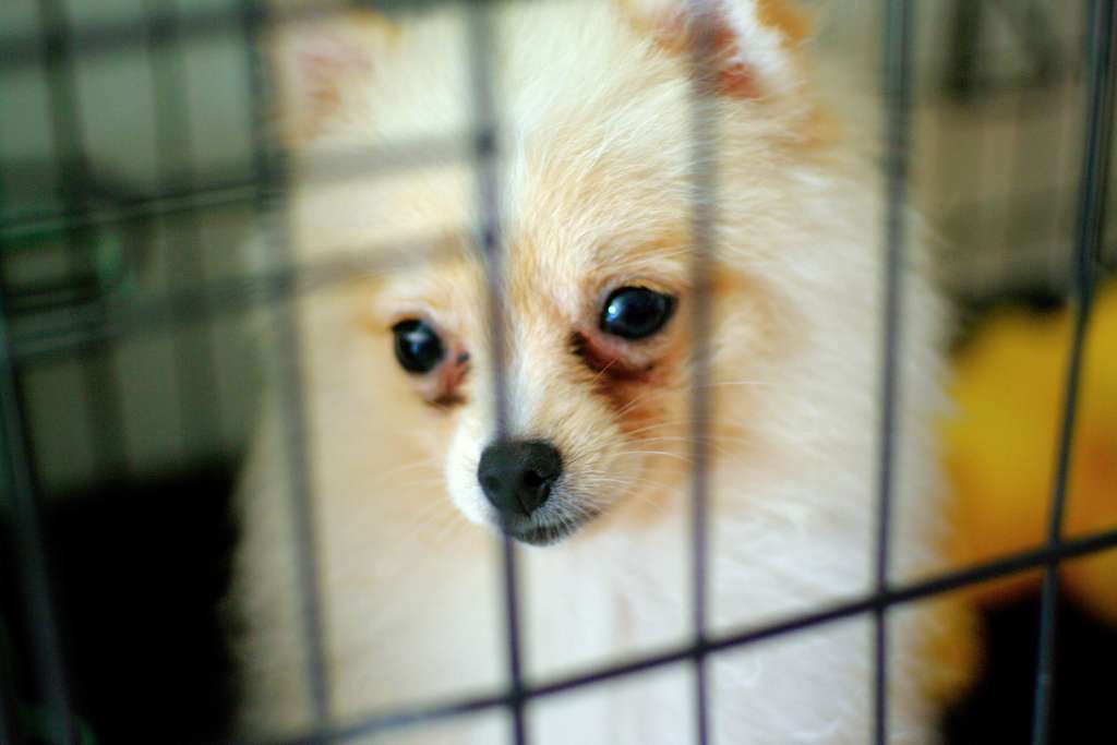 Puppy Mills - What You Must Know Before Acquiring a Puppy