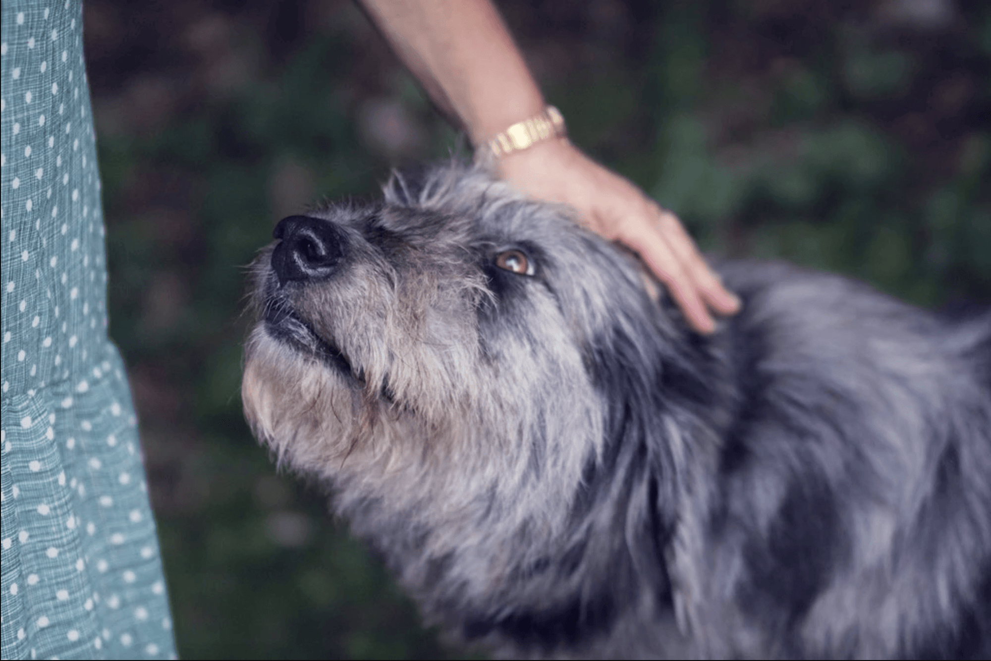 How To Greet A Dog: 5 Dos and Don’ts - Good Dog People™
