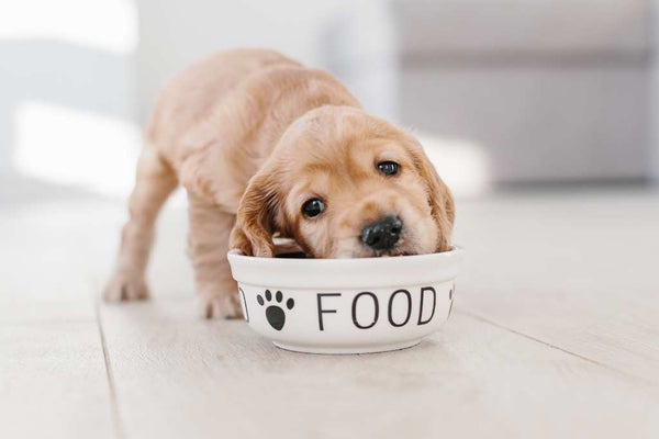 Puppy food hot sale intolerance