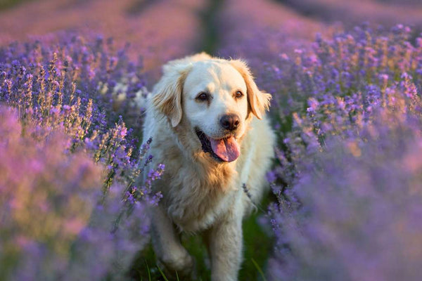 Dog ate lavender store plant