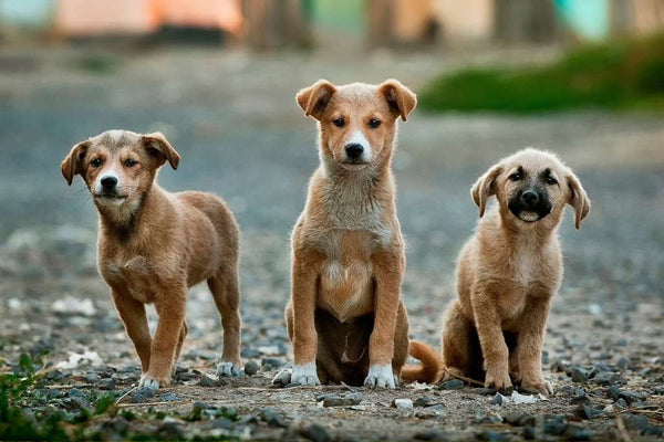 National Mutt Day Embracing the Beauty of Mixed Breed Dogs Good