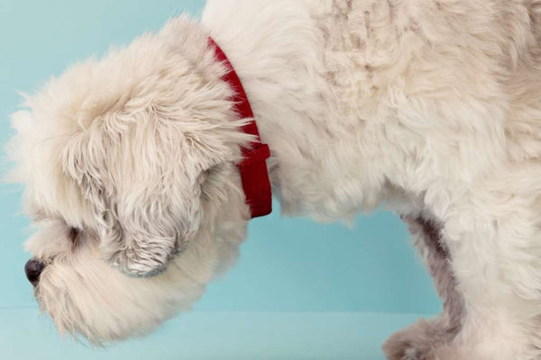 Nosework Is the Secret to a Calm, Happy Dog You've Never Heard Of