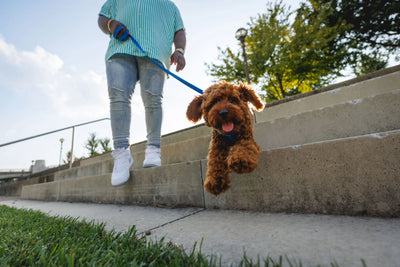 Ruffwear Front Range⢠Dog Leash With Padded Handle