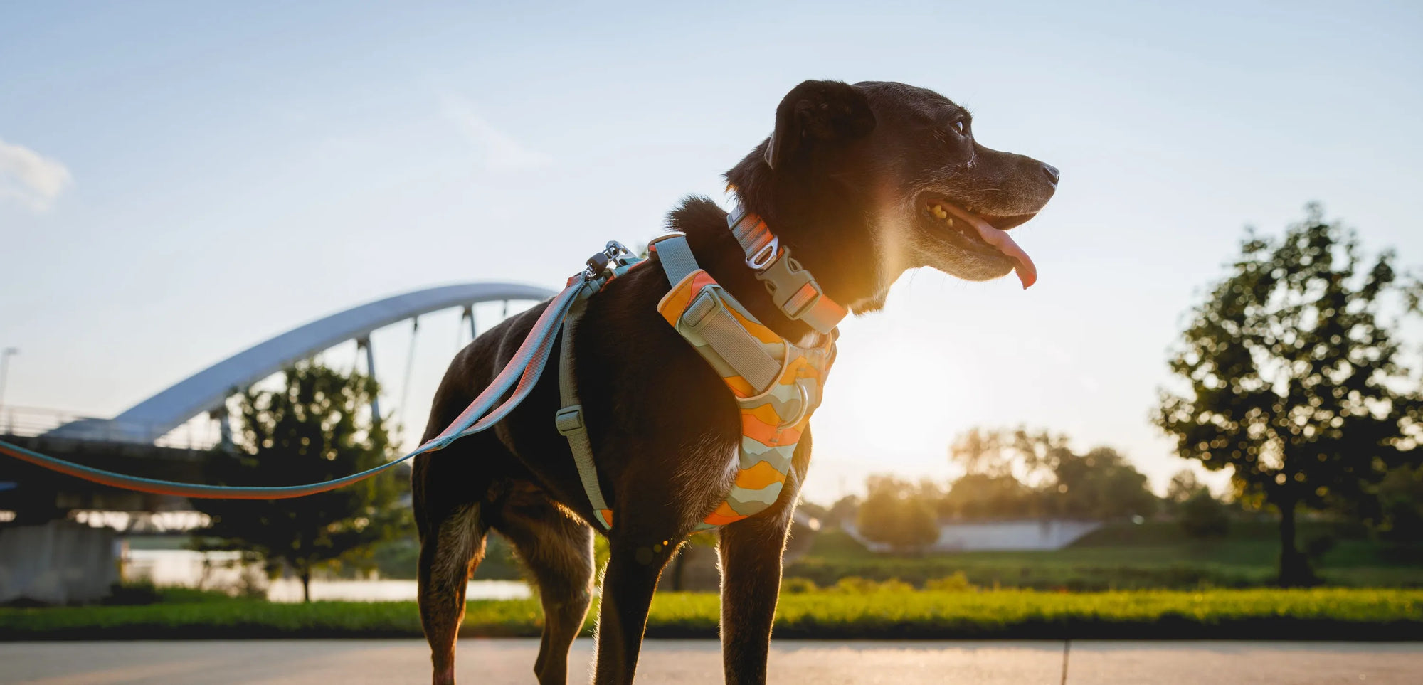 Ruffwear Front Range⢠Everyday Dog Collar