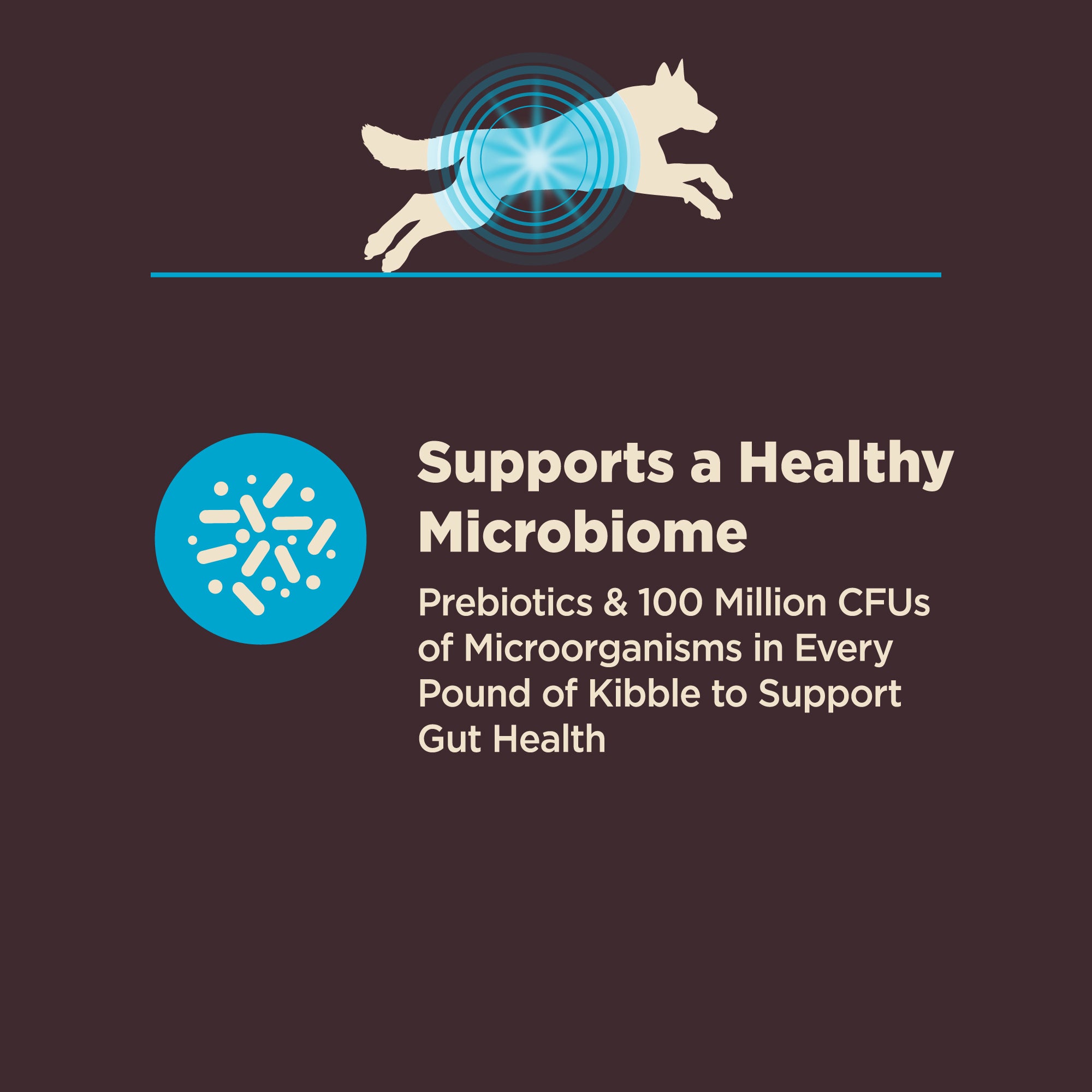 Wellness CORE Digestive Health Wholesome Grains Adult Dry Dog Food (Whitefish & Brown Rice Recipe)