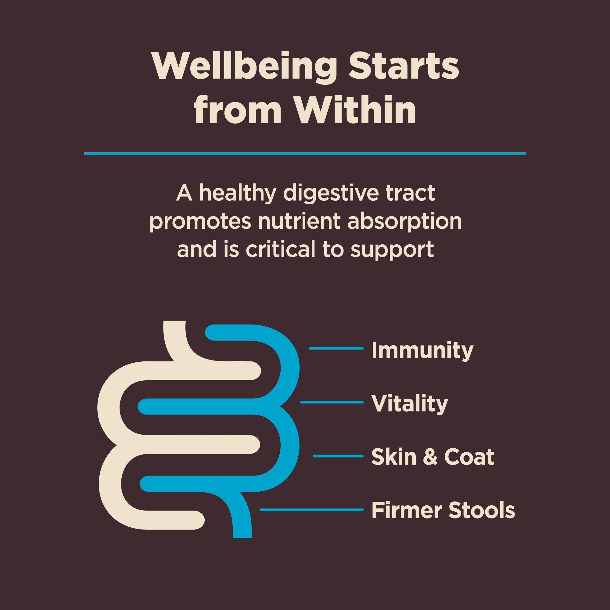 Wellness CORE Digestive Health Wholesome Grains Adult Dry Dog Food (Whitefish & Brown Rice Recipe)