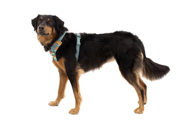 Ruffwear Front Range⢠Padded Dog Harness