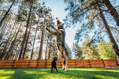 Ruffwear Toadstool™ Chew Resistant Dog Toy