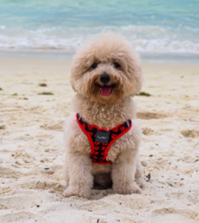 15% OFF: FuzzYard Heart Breaker Step-In Dog Harness - Good Dog Peopleā¢
