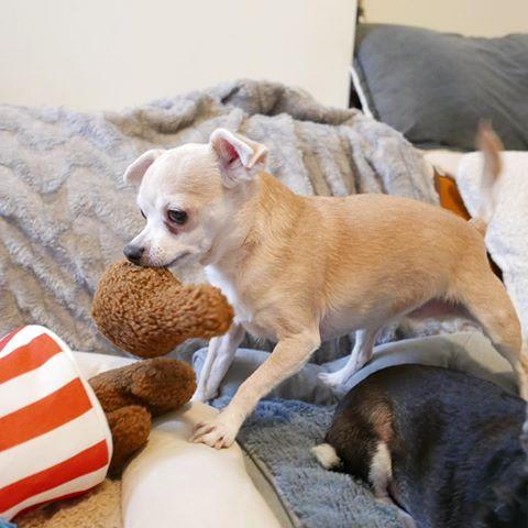 $18 ONLY: BarkShop Cooped Up Fried Chicken Dog Plush Toy