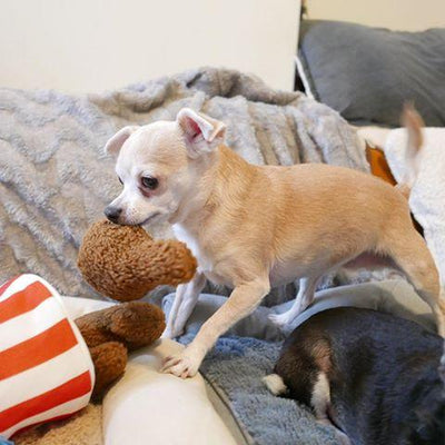 $18 ONLY: BarkShop Cooped Up Fried Chicken Dog Plush Toy