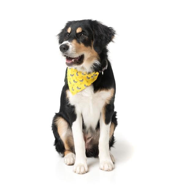FuzzYard Monkey Mania Bandana For Cats & Dogs