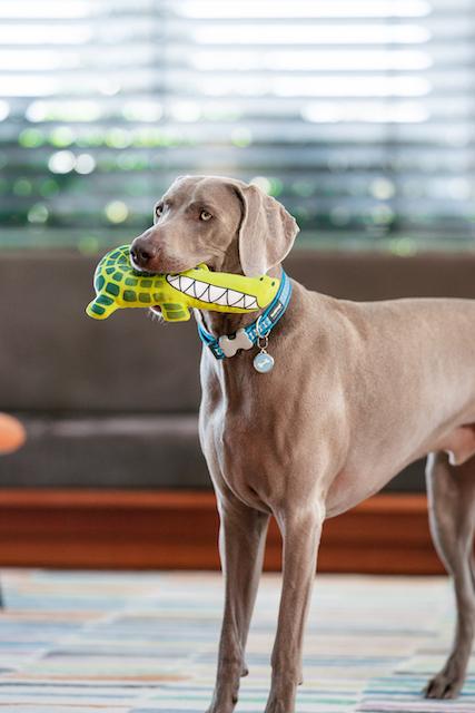 Red Dingo Durables Crocodile Dog Toy - Big Dog Play