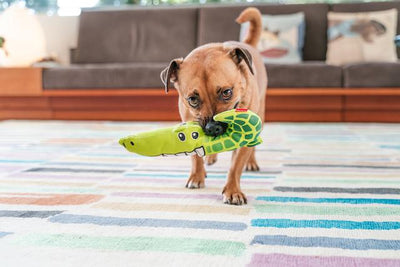 Red Dingo Durables Crocodile Dog Toy - Small Dog Play