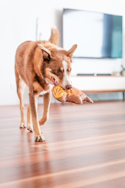 Red Dingo Durables Echidna Dog Toy - Big Dog Play