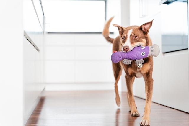 Red Dingo Durables Platypus Dog Toy - Dog Play