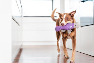 Red Dingo Durables Platypus Dog Toy - Dog Play
