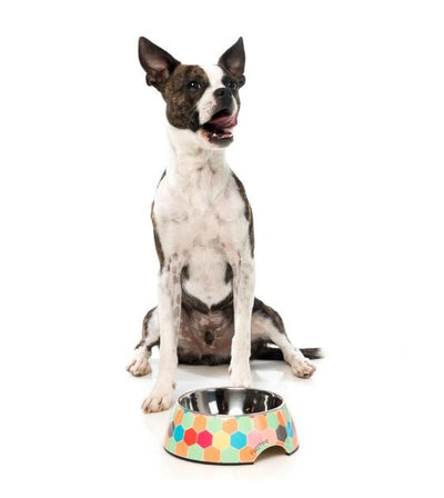 FuzzYard The Hive Dog Feeding Bowl