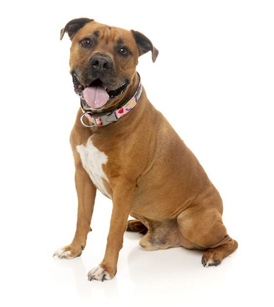 FuzzYard Jelly Bears Dog Collar