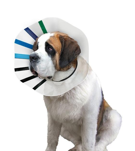 Kong Ez Clear Dog Collar