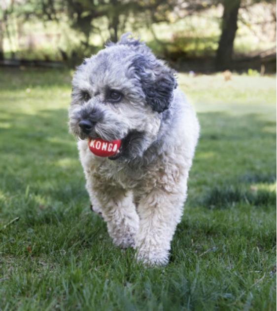 Kong Signature Ball (2 pack) Dog Toy