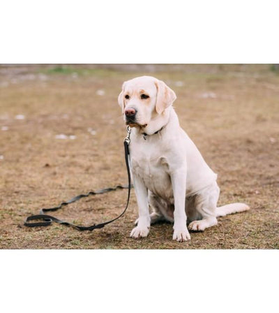 Mighty Paw Padded Handle Breakaway Long Dog Leash