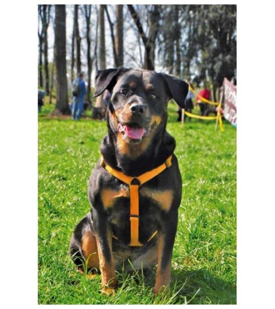 Haqihana Orange Dog Harness