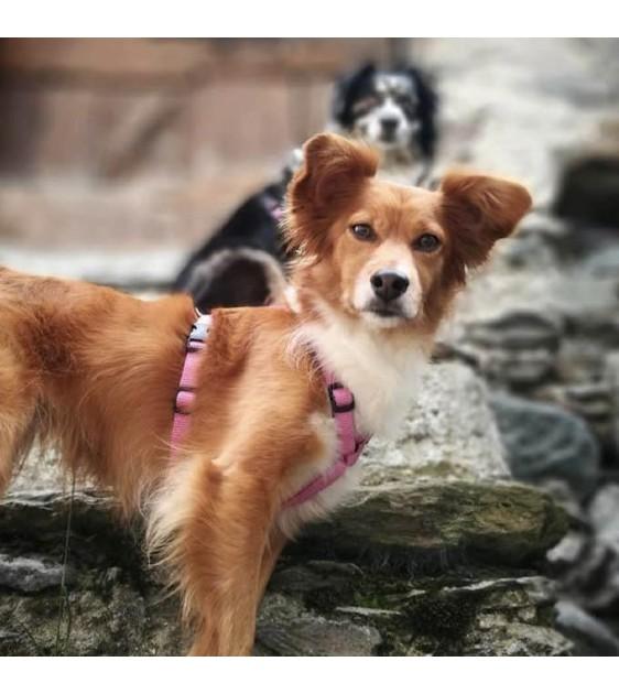 Haqihana Pink Dog Harness
