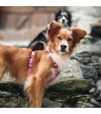 Haqihana Pink Dog Harness