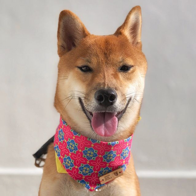 Good Dog People x Ohpopdog Pawranakan Dog Bandana