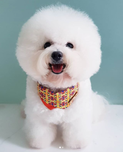 Good Dog People x Ohpopdog Pawranakan Dog Bandana