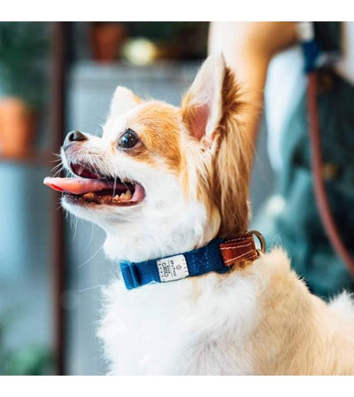 Sputnik Nylon (Blue) Dog Collar
