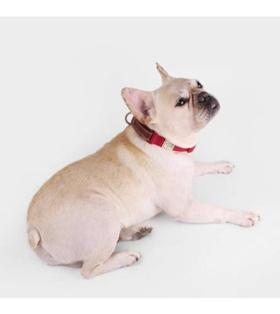 Sputnik Nylon (Red) Dog Collar