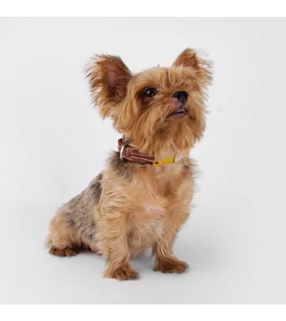 Sputnik Nylon (Yellow) Dog Collar