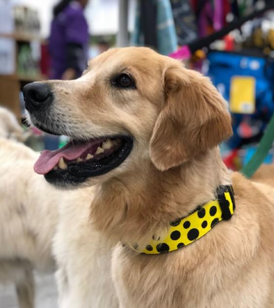 Loyal.D WIDE Canvas.D Get Spott.D (Yellow) Dog Collar