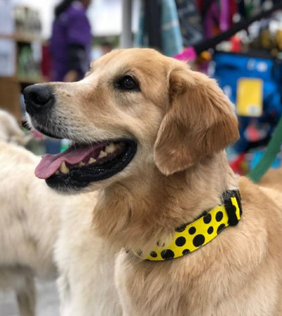Loyal.D WIDE Canvas.D Get Spott.D (Yellow) Dog Collar