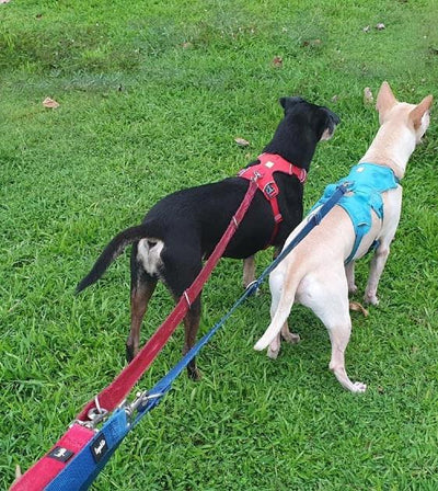 Loyal.D Multi-Purpose.D Red Dog Leash