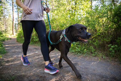 Ruffwear Web Reaction⢠Reflective Buckled Martingale Dog Collar (Blue Dusk)