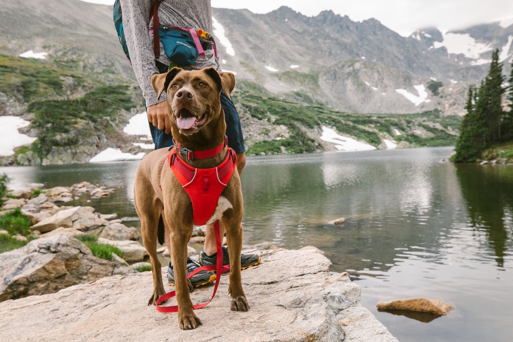 Ruffwear Front Range™ Everyday Dog Collar (Campfire Orange)