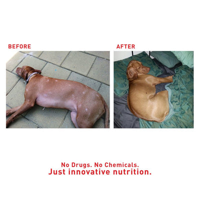 Augustine Approved SuperBoost Original Powder for Dogs (Joint, Coat & Overall Wellbeing) - Good Dog People™