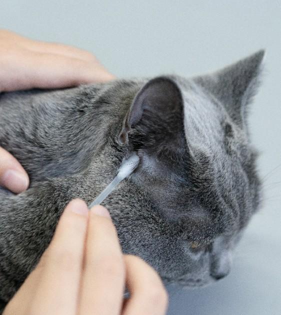 Pidan Cleaning Swab For Cats & Dogs