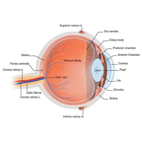 Lanomax Cataract-Dissolving Lanosteral Eye Drops for Dogs & Cats - Good Dog People™