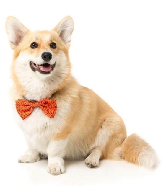 FuzzYard Orange Bowtie For Cats & Dogs
