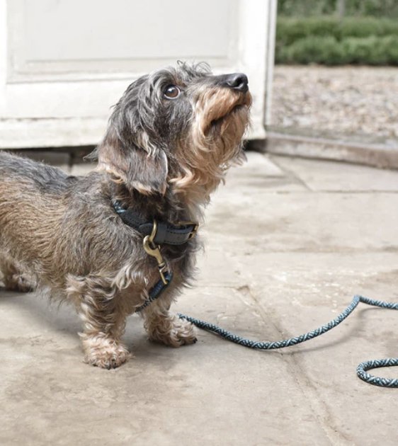Sophie Allport Rope Lead (Teal) - Good Dog Peopleā¢