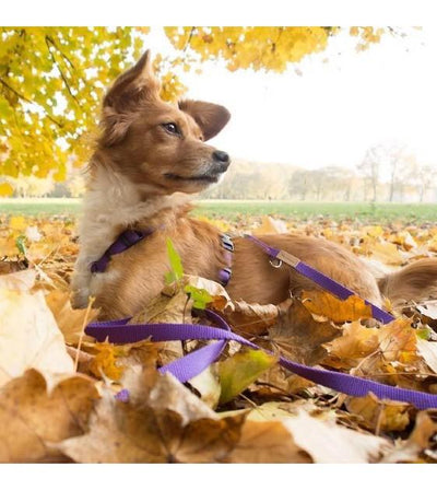 Haqihana Violet Dog Harness